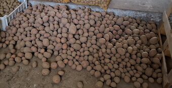 Prodám brambory - 6