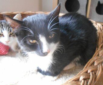 Mazlivý, klidnější 5,5měsíční černobílý kocourek Body - 6