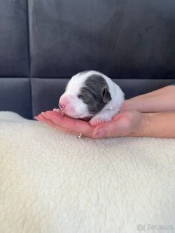 Štěňata Border Kolie s PP - 6