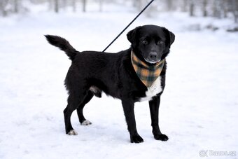 Columbo hledá domov - 6