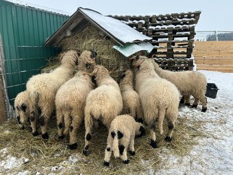 Walliserská černonosá ovce - jehňata - 6