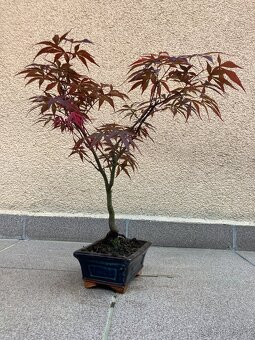Bonsai, Bonsaj, japonský javor, skalky - 6