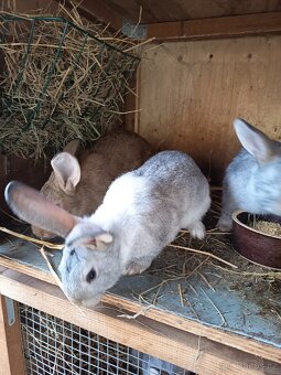 Domácí králíci -samci - 6