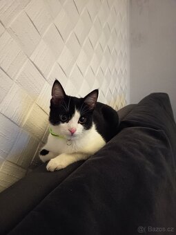 Daruji kotě - 6