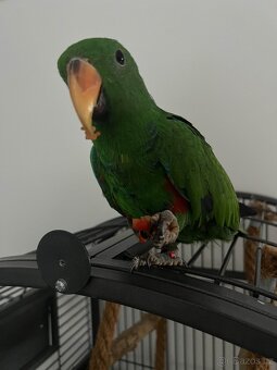 Eclectus - 6
