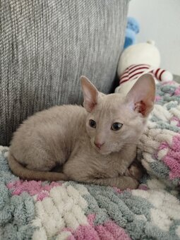 Cornish rex koťátka - 6