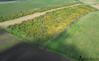 Prodej meruňkového sadu, 14 896 m2 , Hustopeče u Brna - 6