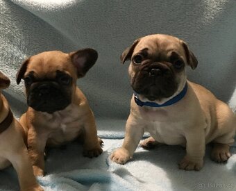 Francouzský buldoček s PP - 6