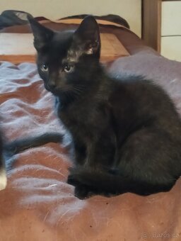 Krásná koťátka - 6