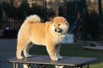Shiba Inu s PP FCI - 6