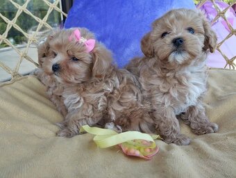 Maltipoo štěňátka - 6