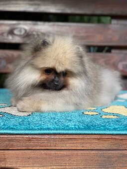 Pomeranian Fenečka PP FCI - 6