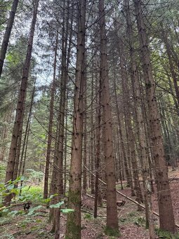 Prodám lesní pozemek v k.ú. Štiptoň - 6