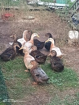 Kachna saská a ruánská - 6