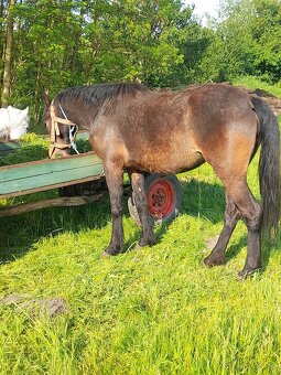 Predam jazdecku kobylu paint horse - 6