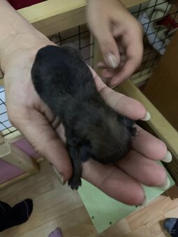 Štěňátka pomeranianu - 6
