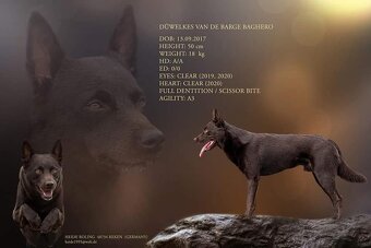 Australská kelpie - 6