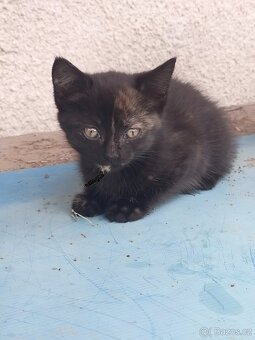 Daruji koťátka - 6