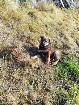 Německý ovčák kříženec, štěňata,štěně - 6