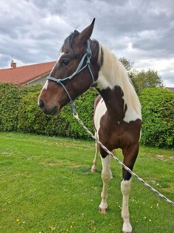 Paint horse valach 2 roky - 6