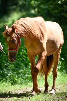 Lusitano PSL EXKLUZIVNÍ Povaha - 6
