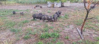 Prasata selata kune kune - 6