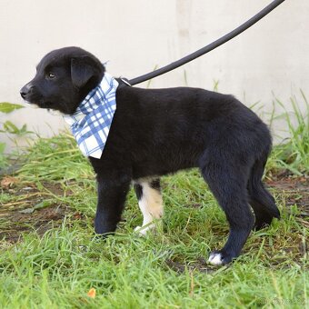 🐾 BIM – malé sluníčko, které čeká na svůj domov - 6