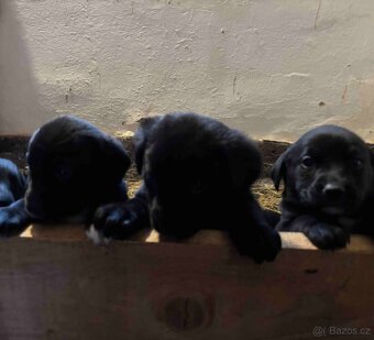 Nabídka štěňátek - 6