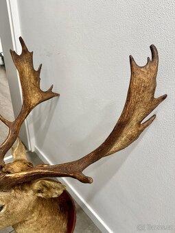 Myslivecká trofej daněk - 6