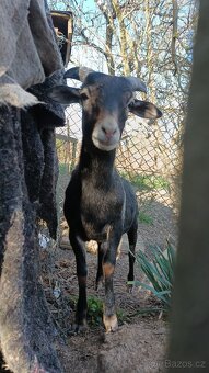 kamerunská jehňata - 6