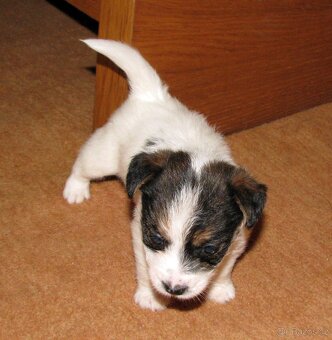 Jack Russell teriér – 2 pejsci + 2 fenky s PP k rezervaci - 6