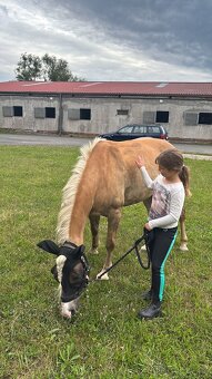 Pony B Hafling - 6