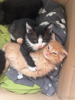 Daruji koťátka - 6