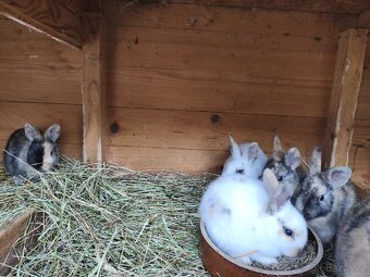 Zakrslý králík - 6