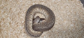 Krajta královská - 6