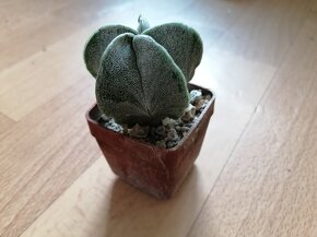 Sbírka 7 kaktusů kaktusy Lophophora a Astrophytum Mexiko USA - 6