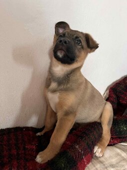 Pejsek Stromeček - 6