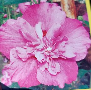 Ibišek syrský venkovní různé barvy - 6