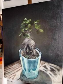 Obraz kytka bonsai ficus ginseng AKRYL - 6