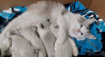 Poslední koťátko Ragdoll k REZERVACI - 6