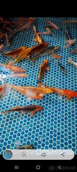 Koi Kapři - 6