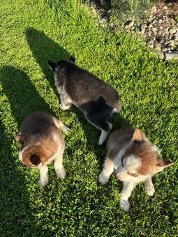Štěňátka sibiřský Husky - 6