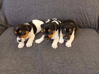 Jack russell - 6