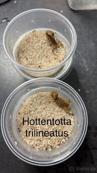 Štíři - aktuální nabídka říjen/listopad - 6