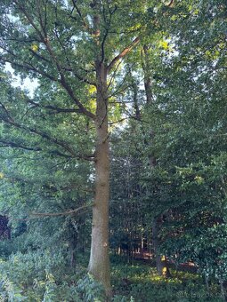 Prodám lesní pozemky v k.ú. Vlašim - 6