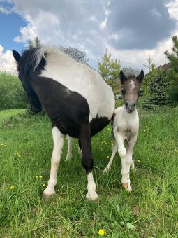 Plemenný hřebec wmp - 6