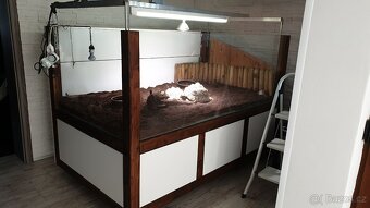 Suchozemské pardálí želvy - 6