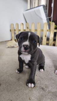 Americký stafordšírský teriér - 6