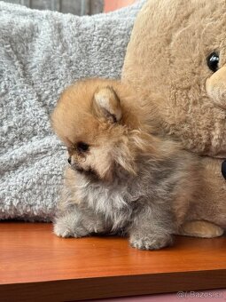 Pomeranian mini - 6