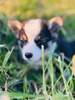 Welsh corgi pembroke s PP (FCI) - 6